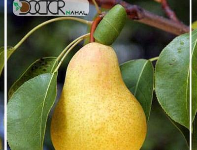 عکس درخت گلابی شاه میوه