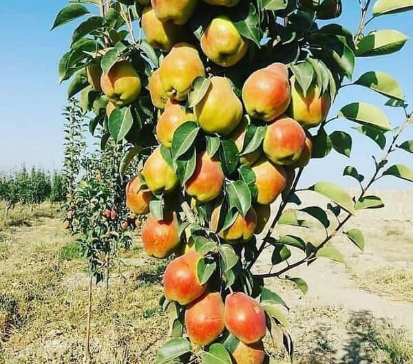 عکس درخت گلابی شاه میوه