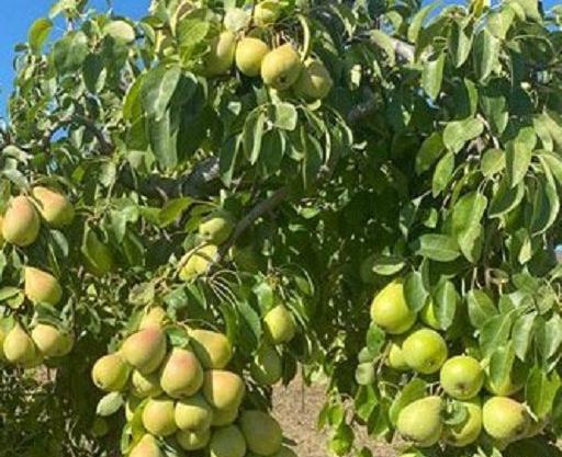 عکس درخت گلابی شاه میوه