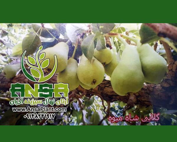 عکس درخت گلابی شاه میوه
