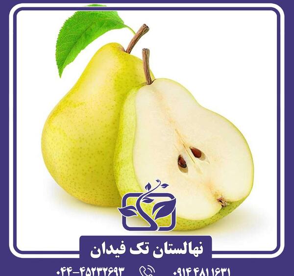 عکس درخت گلابی شاه میوه