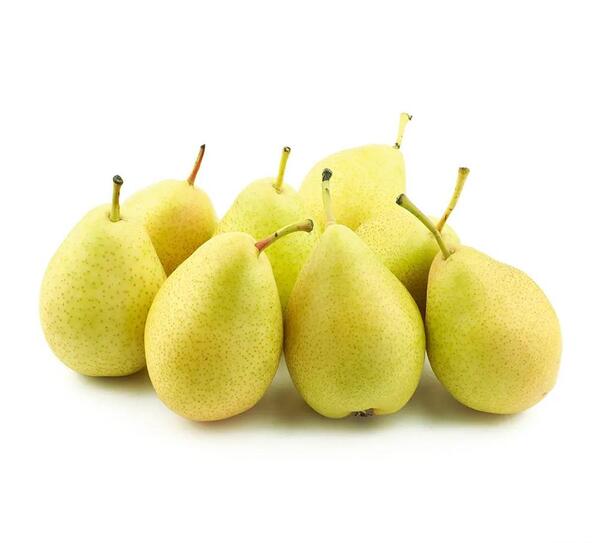 عکس درخت گلابی شاه میوه