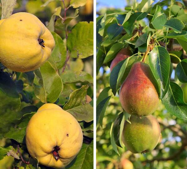عکس درخت گلابی شاه میوه