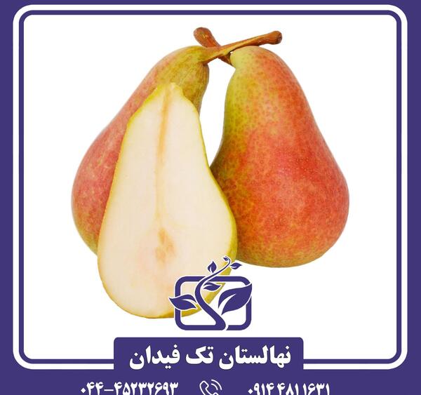عکس درخت گلابی شاه میوه
