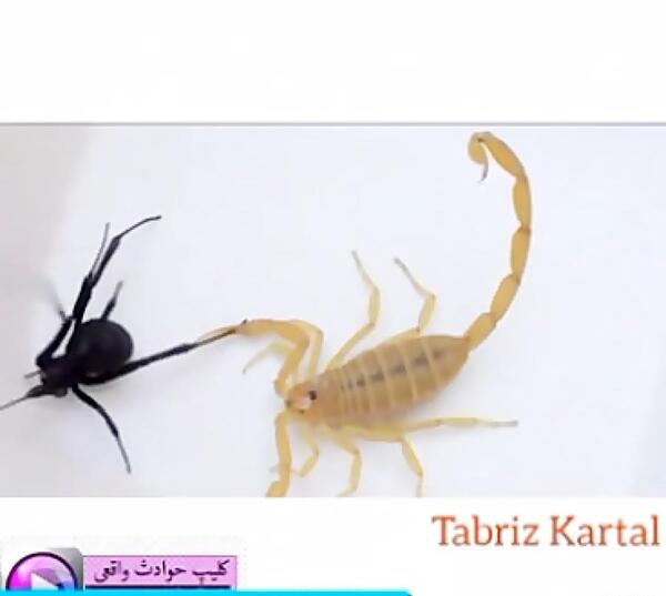 رتیل عکس شاه عقرب