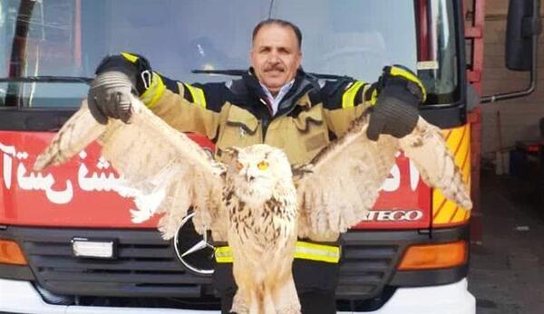 عکس حیوان شاه بوف