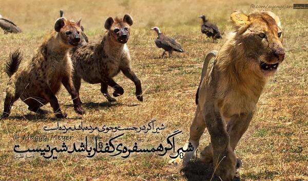 عکس شیر و کفتارها