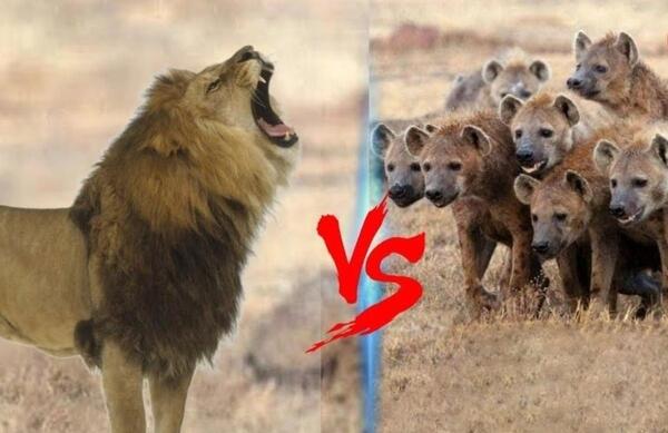 عکس شیر و کفتارها