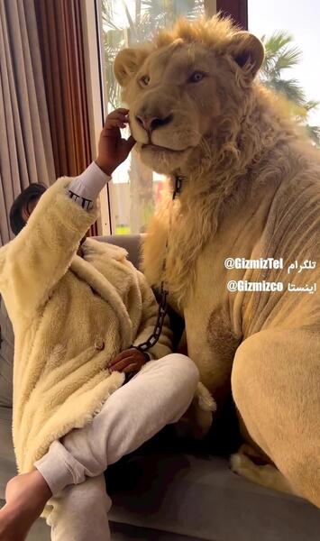عکس شیرهای غول پیکر