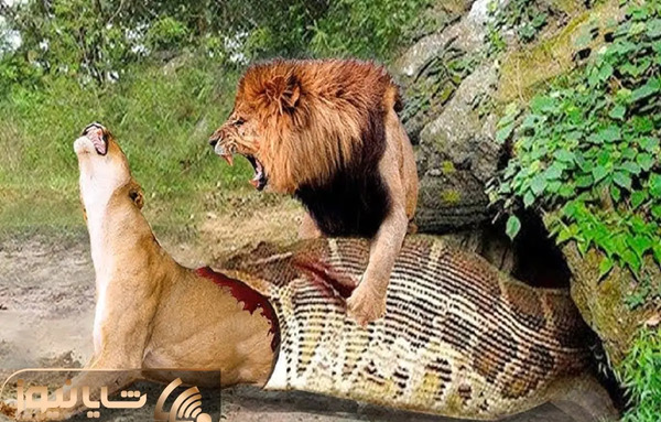 عکس شیرهای غول پیکر