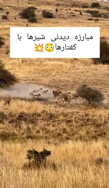 عکس نوشته در مورد شیر و کفتار