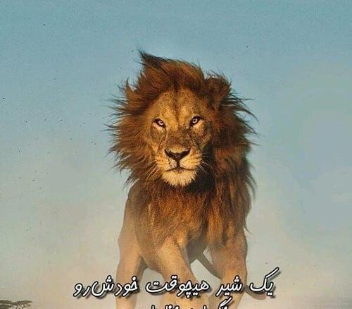 عکس نوشته در مورد شیر و کفتار
