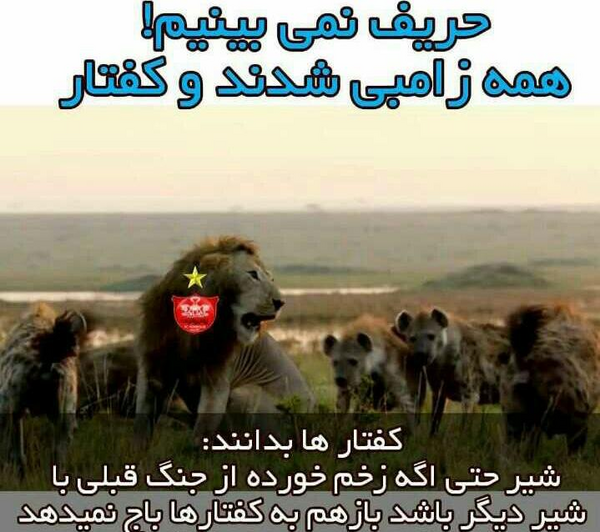 عکس نوشته در مورد شیر و کفتار