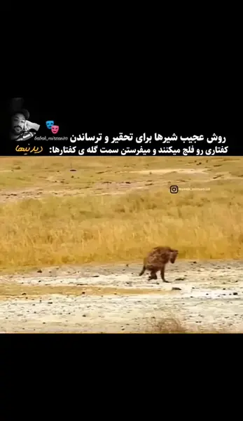 عکس نوشته در مورد شیر و کفتار