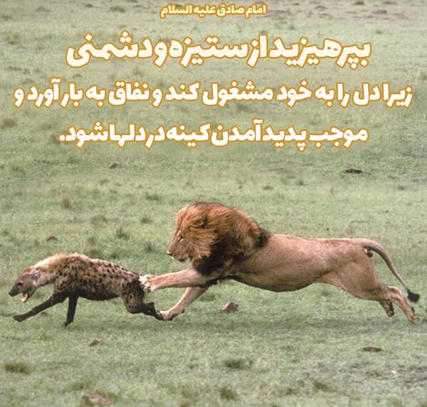عکس نوشته در مورد شیر و کفتار