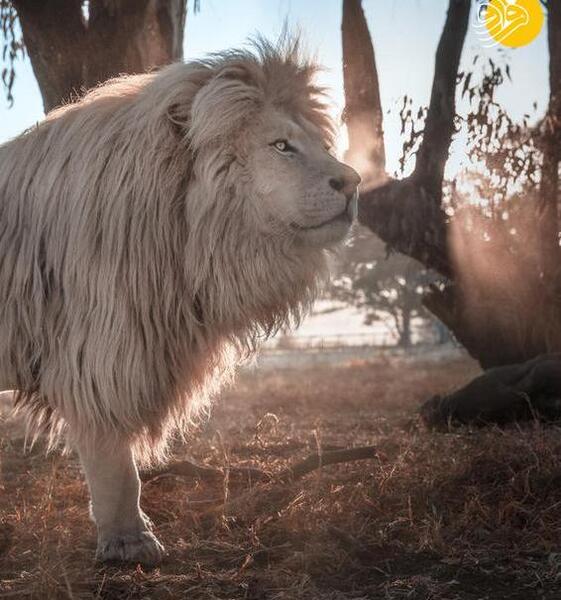 عکس زیبای شیر نر