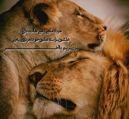 عکس نوشته شیر مردادی