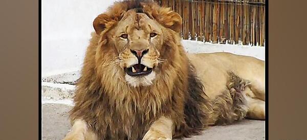 دانلود عکس شیر قرمز