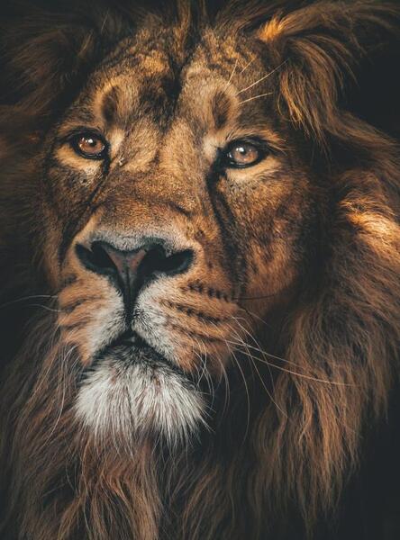 عکس شیر سیاه برای تصویر زمینه