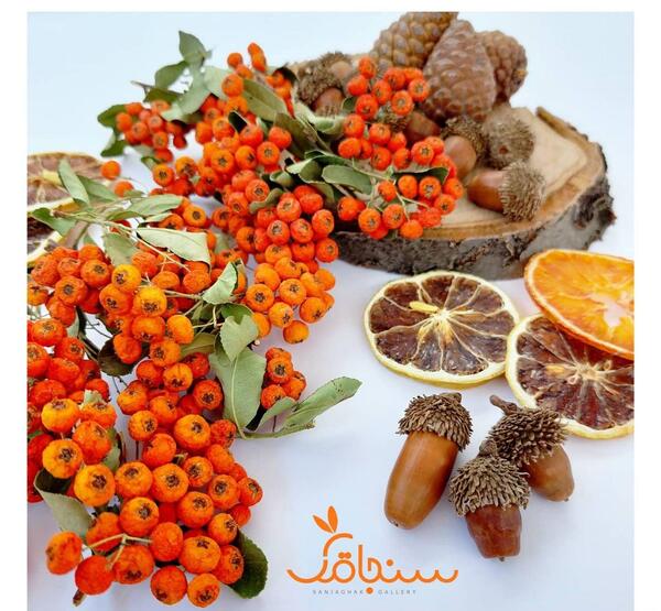 عکس شیرخشت خشک شده