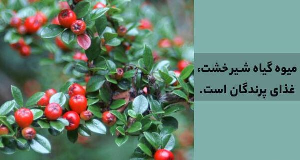 عکس شیرخشت خشک شده