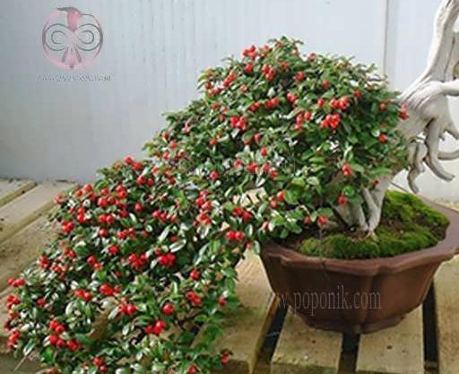 عکس گیاه شیرخشت