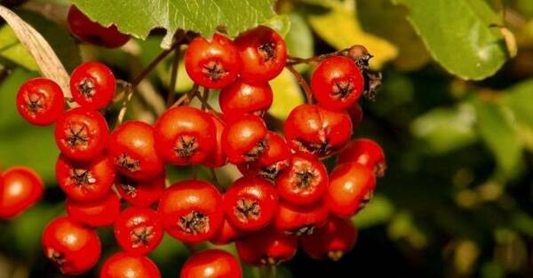 عکس گیاه شیرخشت