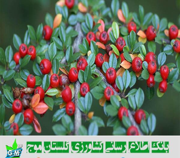 عکس گیاه شیرخشت