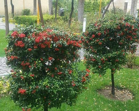 عکس گیاه شیرخشت
