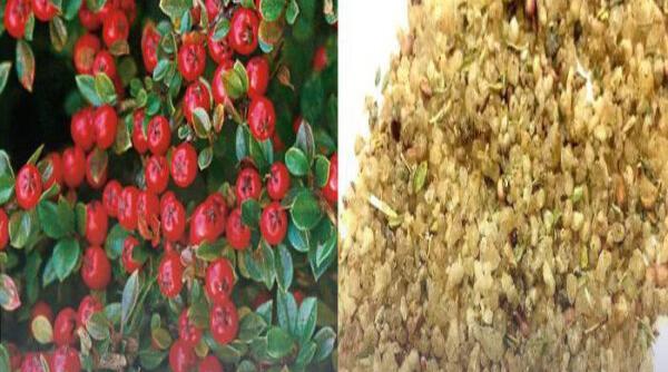 عکس گیاه شیرخشت