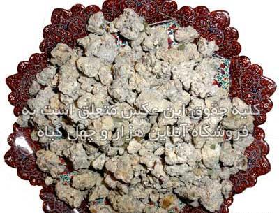 عکس گیاه شیرخشت