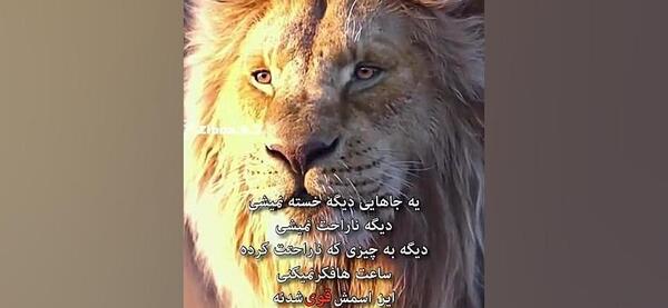 عکس پروفایل شیر خسته