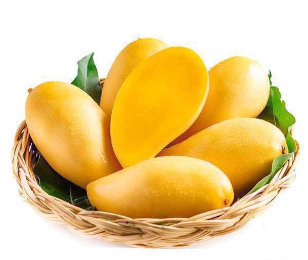 دانلود عکس شیر انبه