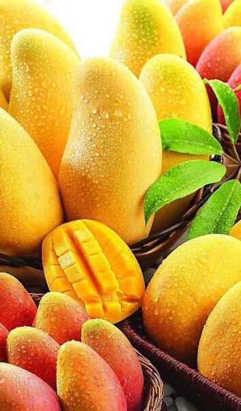 دانلود عکس شیر انبه