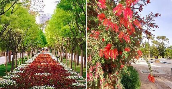 عکس ساعت گل شیراز