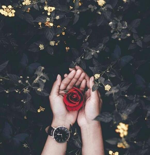 عکس گل و ساعت برای پروفایل