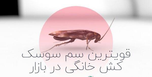 عکس سوسک های کوچک