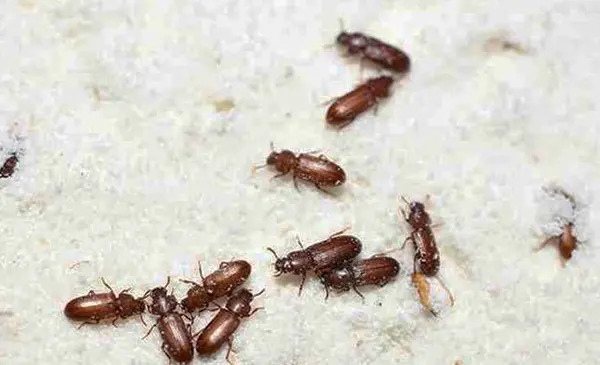 عکس سوسک های کوچک