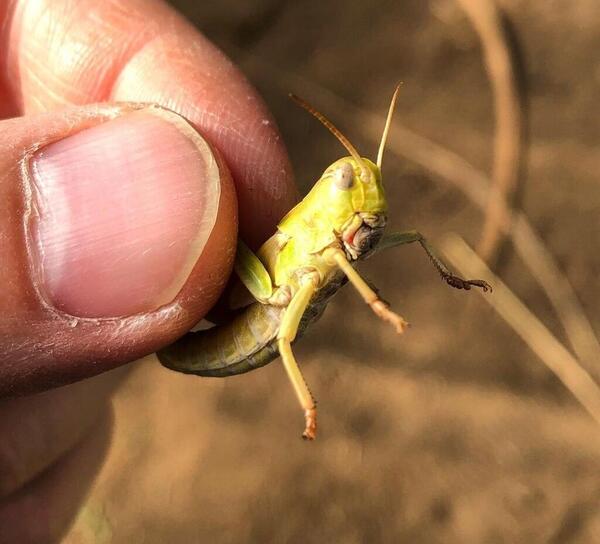 عکس یک سوسک