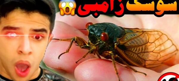 عکس سوسک واقعی آبی