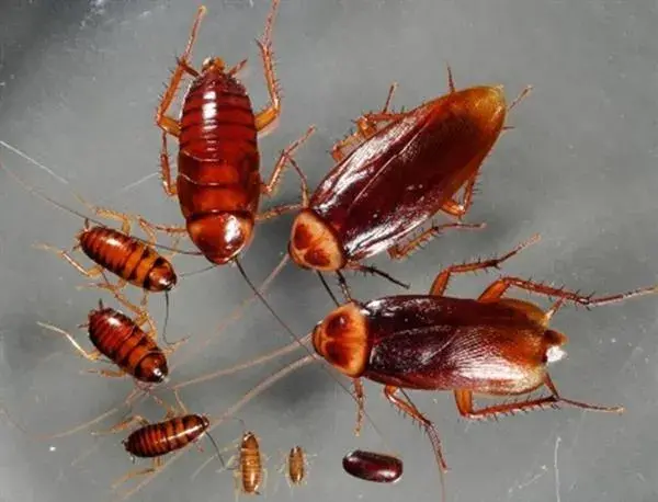 عکس سوسک واقعی آبی