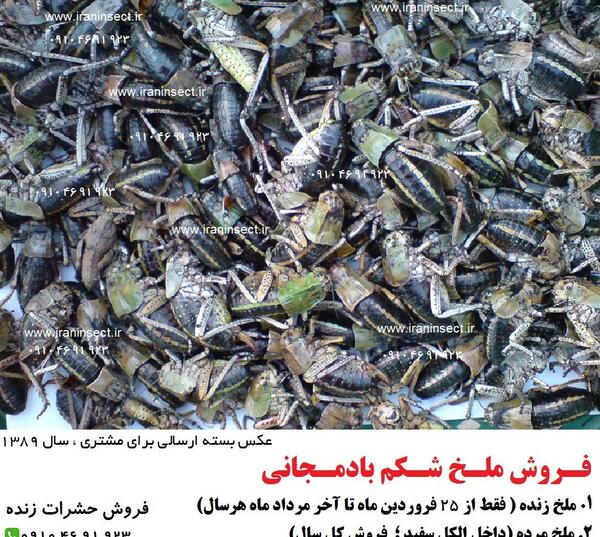 عکس سوسک ملخی