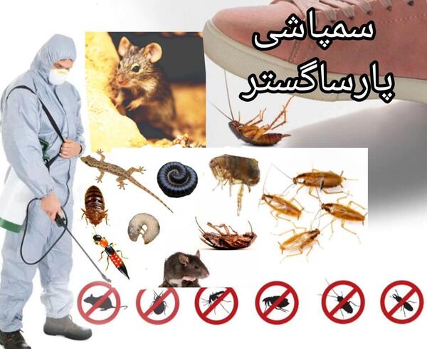 عکس سوسک موش