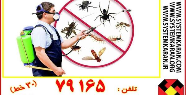 عکس سوسک موش