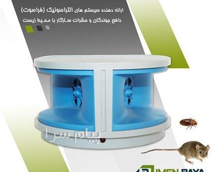 عکس سوسک موش