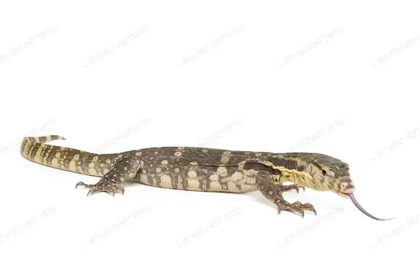 عکس سوسماری
