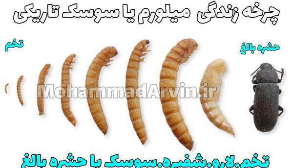 عکس سوسک کرمی