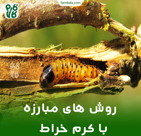 عکس سوسک کرمی