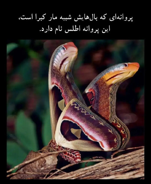عکس سوسک بالشت مار