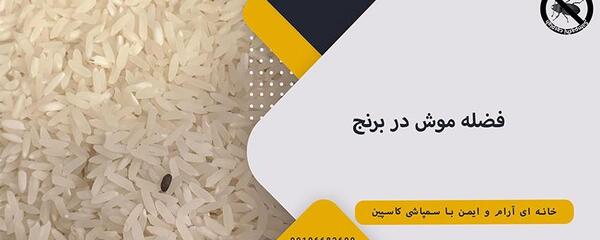 عکس فضله موش و سوسک
